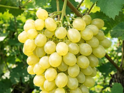 Réva vinná 'Zurka'  Vitis vinifera 'Zurka'
