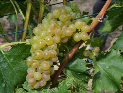 Réva vinná 'Bětka'  Vitis vinifera 'Bětka'