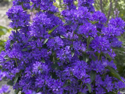 Zvonek klubkatý 'Freya' - Campanula glomerata 'Freya'