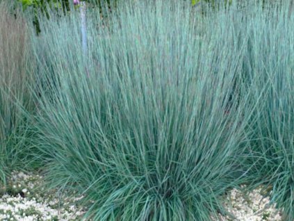Schizachyrium 'Prairie Blues' - Schizachyrium scoparium 'Prairie Blues'