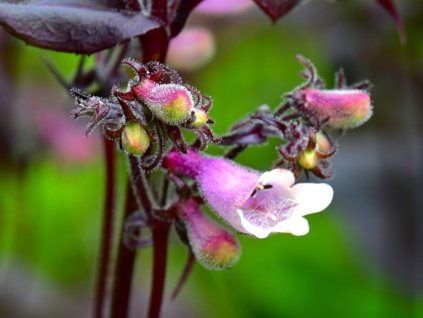 Dračík prstnatý 'Dark Towers' - Penstemon digitalis 'Dark Towers'