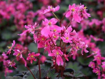 Lomikámen tuholistý 'Black Ruby' - Saxifraga cortusifolia 'Black Ruby'