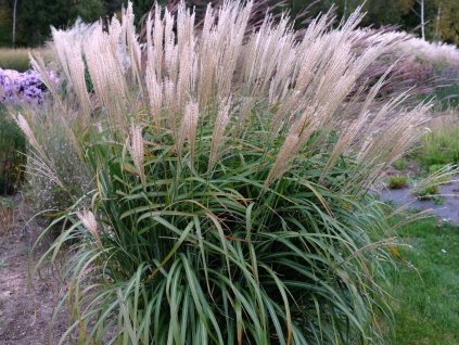 Ozdobnice čínská 'Korea' - Miscanthus sinensis 'Korea'