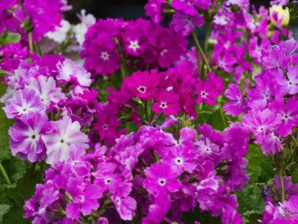 Primula sieboldii