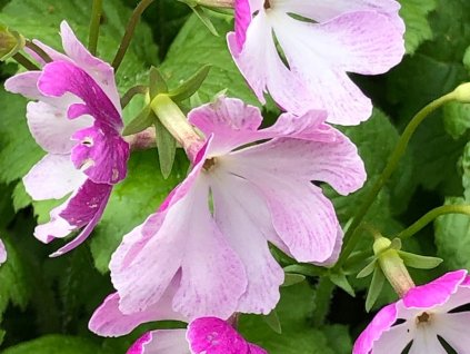 Prvosenka Sieboldova - Primula sieboldi