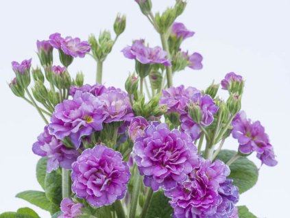Prvosenka Pollyanna 'Pink Fountain' - Primula polyanthus Pollyanna 'Pink Fountain'
