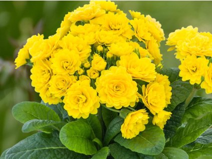 Prvosenka Pollyanna 'Fresh Lemon' - Primula polyanthus Pollyanna 'Fresh Lemon'