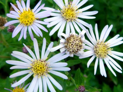 Hvězdnice 'Ashvi' - Aster ageratoides 'Ashvi'