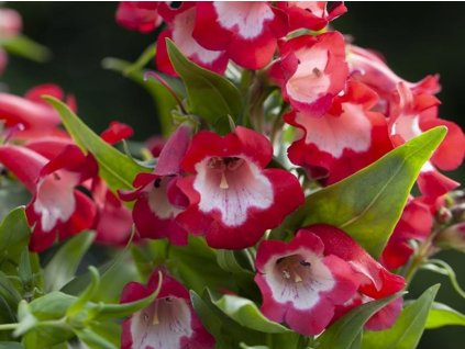 Dračík hartwegův 'Rubicunda' - Penstemon hartwegii 'Rubicunda'