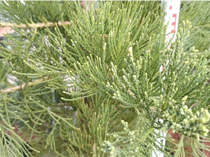 Sekvojovec obrovský 'Healthy Mammoth Three'