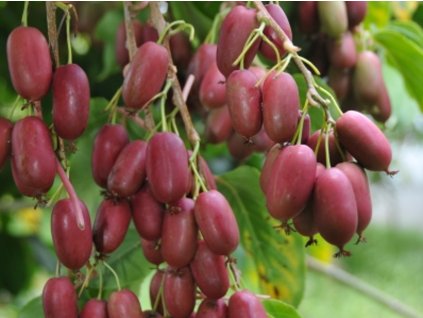 actinidia