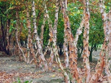 betula nigra