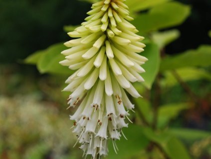Mnohokvět 'Ice Queen' - Kniphofia 'Ice Queen'
