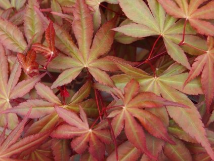 cascade ruby