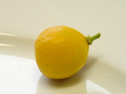 Citrus 'TRIPLOIDE REALE'