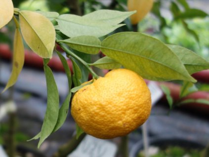 Citrus 'Yuzu N°1'