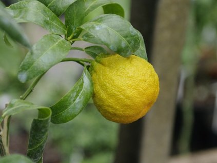 Cicitrange 'Sanford F2 Curafora'