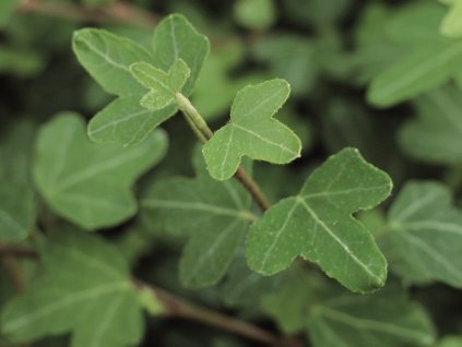 Břečťan popínavý 'Duckfoot'