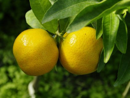 Mandarinka 'Arrufatina'