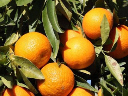 Mandarinka 'Commune ISA'