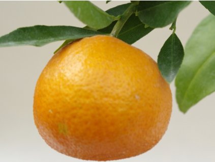 Mandarinka 'Corsica 1 SRA 367'