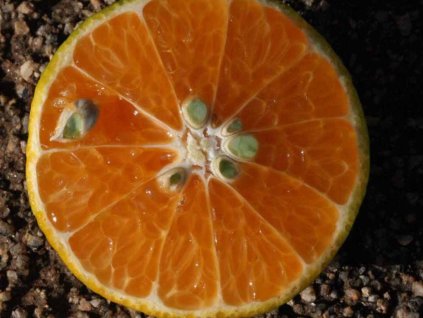 Mandarinka 'Avana Tardivo di Ciaculli'