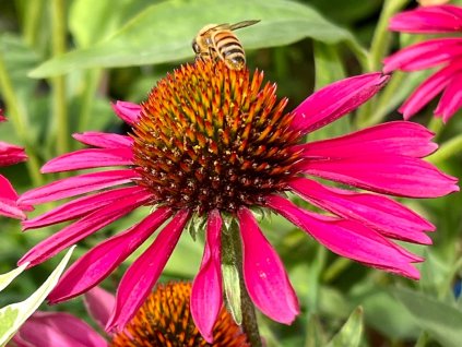 Třapatka 'Kismet® Raspberry' - Echinacea 'Kismet® Raspberry'