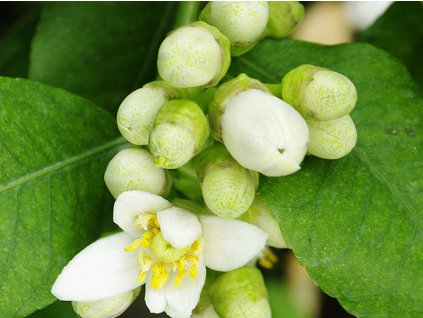 Cedrát 'Fernandina'