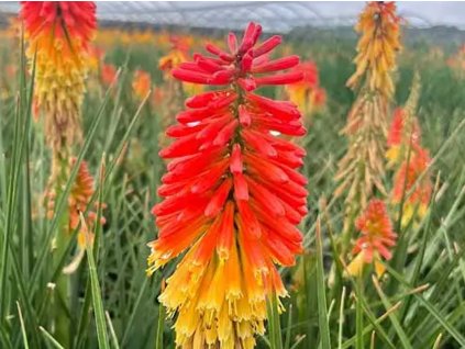 Mnohokvět 'Poco  Rocket' - Kniphofia 'Poco  Rocket'