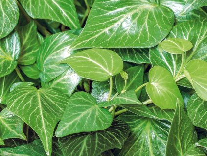 Břečťan popínavý 'Teardrop'