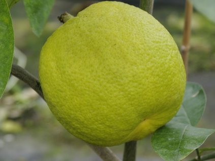 Cedrát 'Nine Pounder'