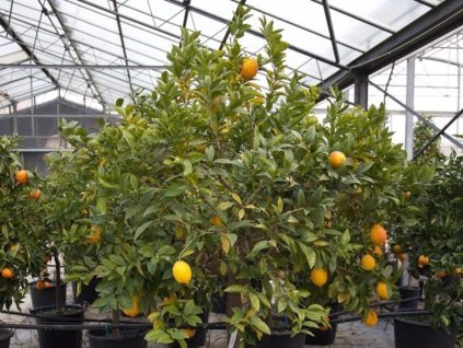 Cedrát 'Ricco Rosso'