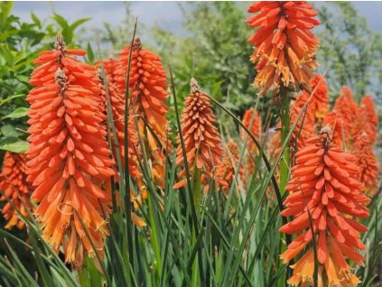 Mnohokvět 'Poco Sunset' - Kniphofia 'Poco Sunset'