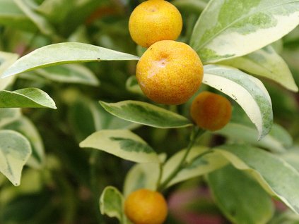 Mini mandarinka 'Calamondin Variegata'