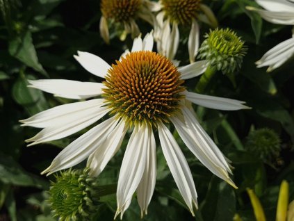 Třapatka nachová Sombrero® 'Compact White' - Echinacea purpurea Sombrero® 'Compact White'
