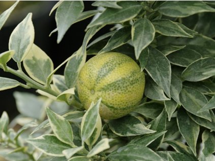 Citrus 'Chinoto Var.'