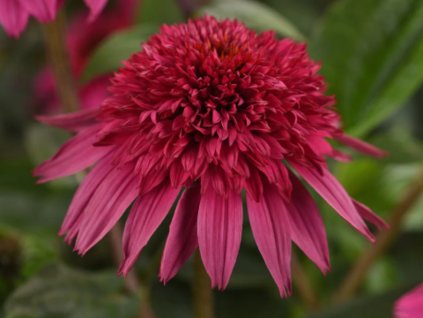 Třapatka nachová Sombrero 'Double Pink' - Echinacea purpurea Sombrero 'Double Pink'