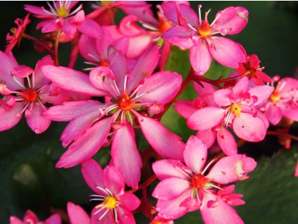 Lomikámen cortusifolia Dancing Pixies 'Tinka' - Saxifraga cortusifolia Dancing Pixies 'Tinka'