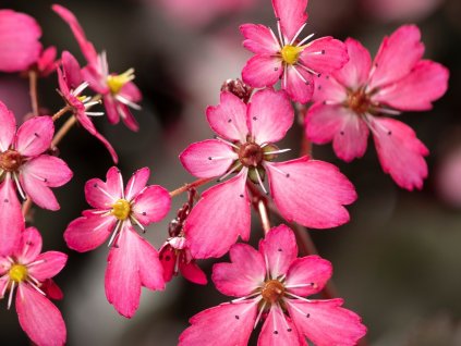 Lomikámen cortusifolia Dancing Pixies 'Toni' - Saxifraga cortusifolia Dancing Pixies 'Toni'