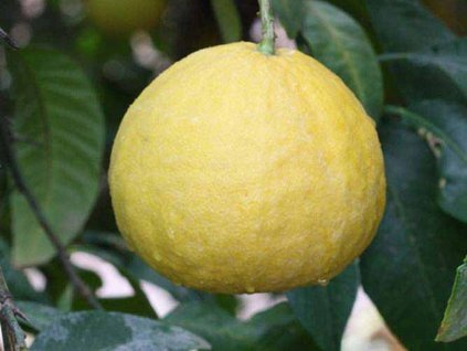 Citrus velkoplodý 'MOI'