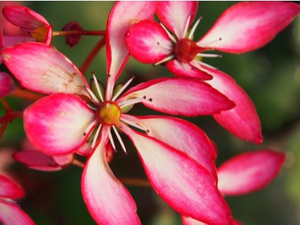 Lomikámen cortusifolia Dancing Pixies 'Trina' - Saxifraga cortusifolia Dancing Pixies 'Trina'