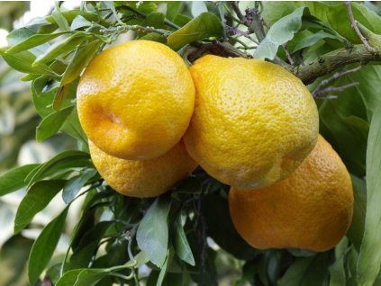 Mandarinka 'Karlík'