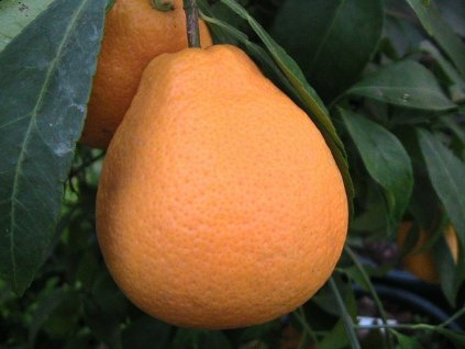 Tangelo 'Mapo'