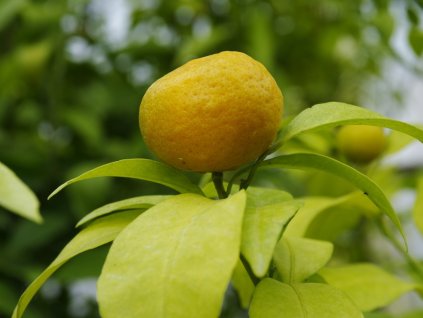 Mandarinka 'Sun Chu Sha'