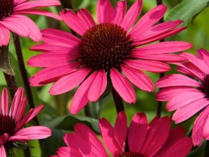 Třapatka nachová 'Summer Cloud®' - Echinacea purpurea 'Summer Cloud®'