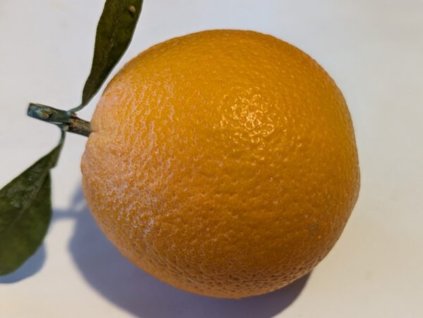 Pomerančovník 'Buckeye'