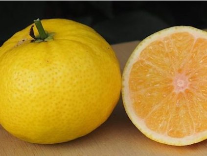 Tangelo 'Wekiwa'