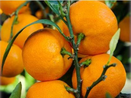 Mandarinka 'Mičurinec'