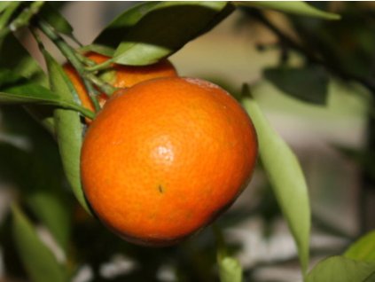 Mandarinka 'Jubilsini'