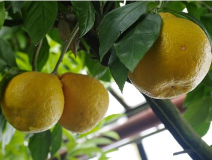 Mandarinka 'Miyagawa 00'